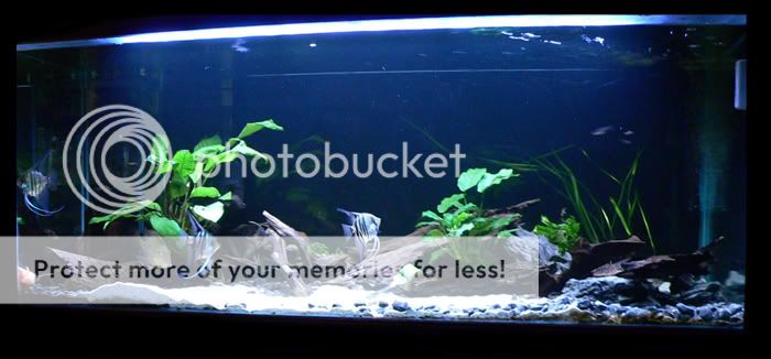 Fishtank3.jpg