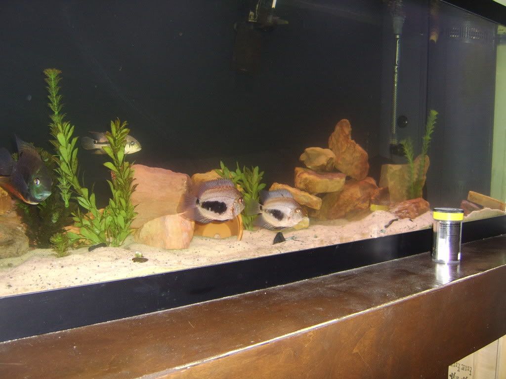 fish010.jpg