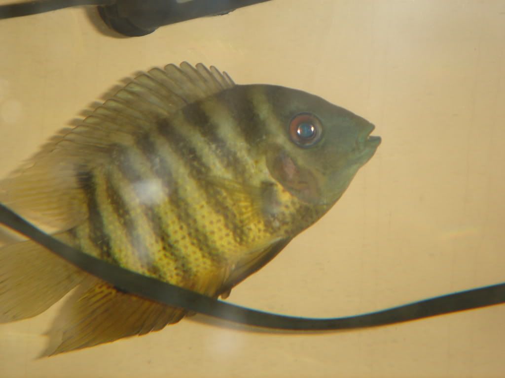 DSC03233.jpg