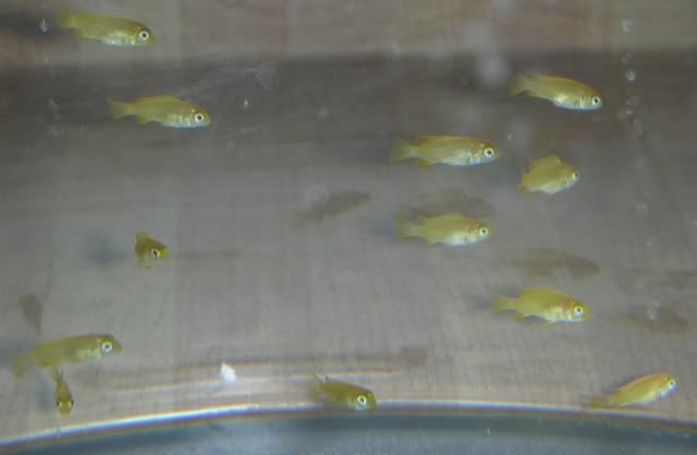 01_msobofry.jpg