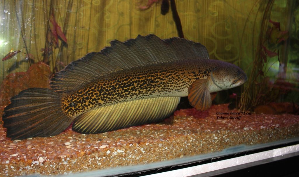 Cbarca71cm.jpg