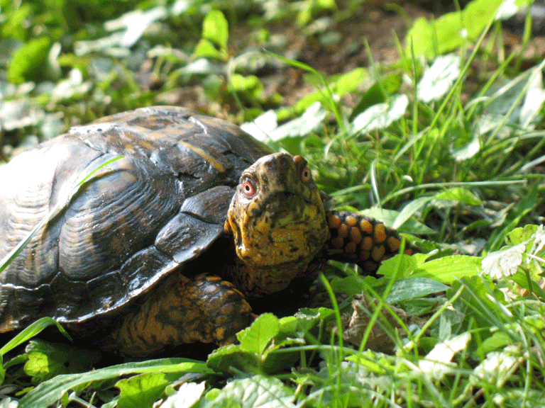 Male-Box-Turtle2.gif