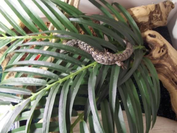 lizard.jpg