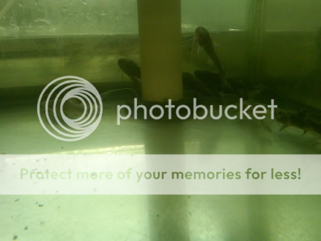 IMG00361-20110109-15475.jpg