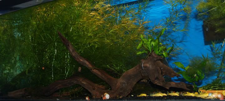 20-gal-long-03252007.jpg