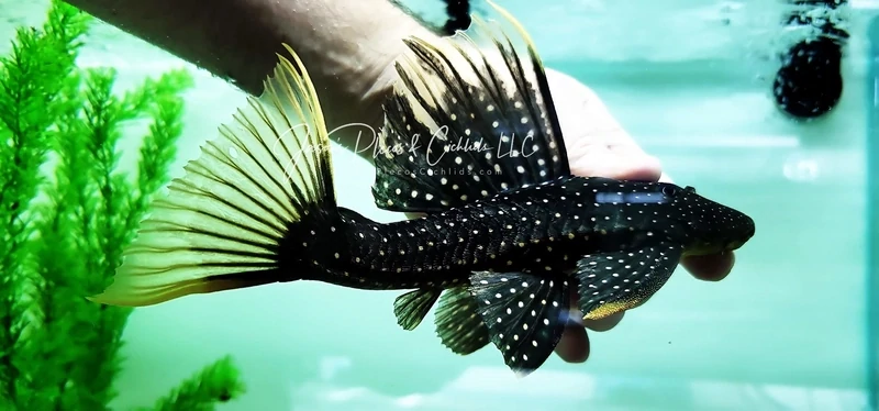 jasonsplecoscichlids.com
