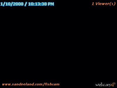 fishcam1.jpg