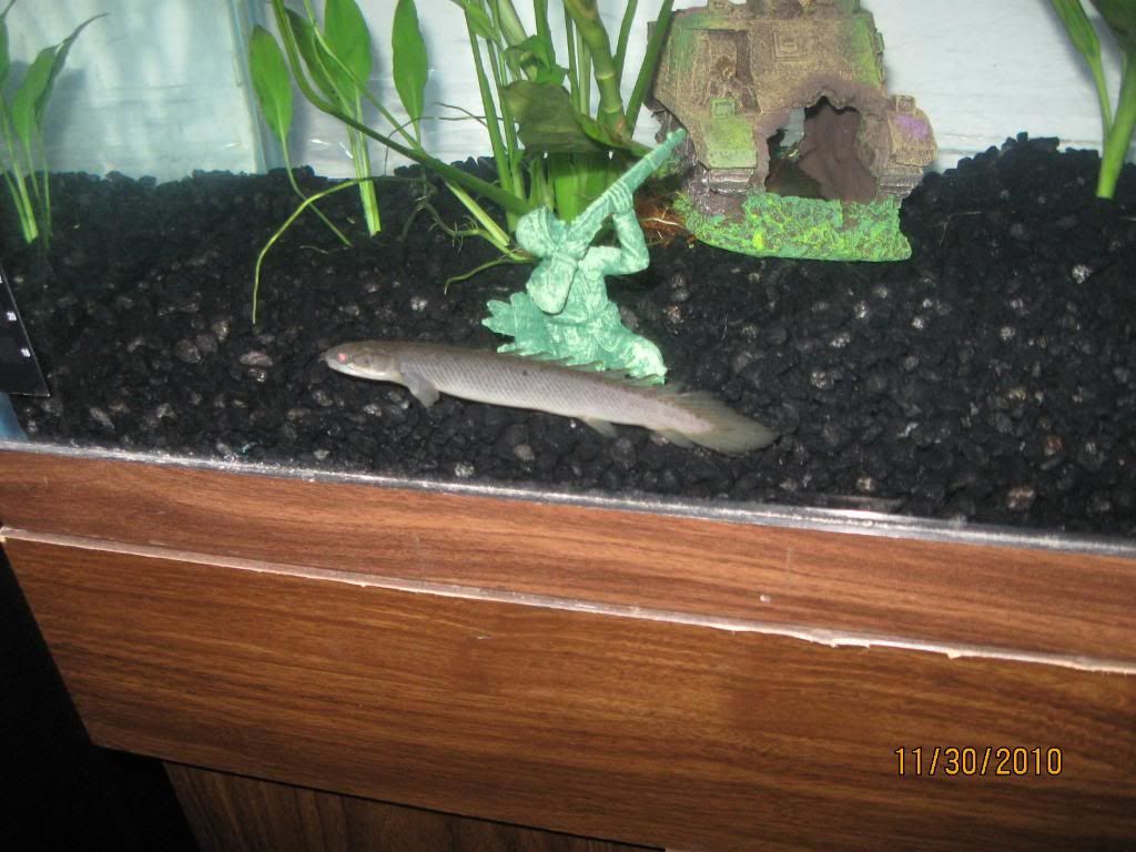FishTanks571.jpg
