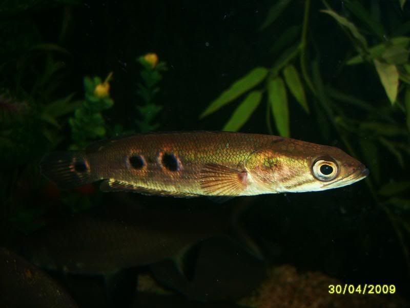 newoakwoodtanklook058.jpg