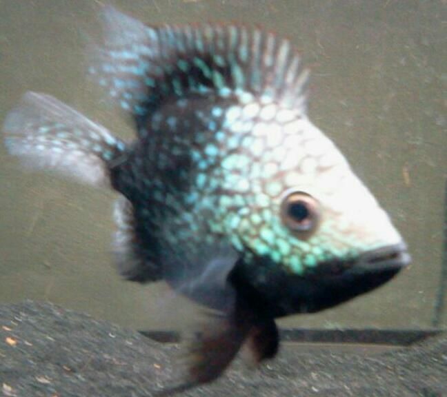 2013-09-24183444-2-1_zps65c5f047.jpg