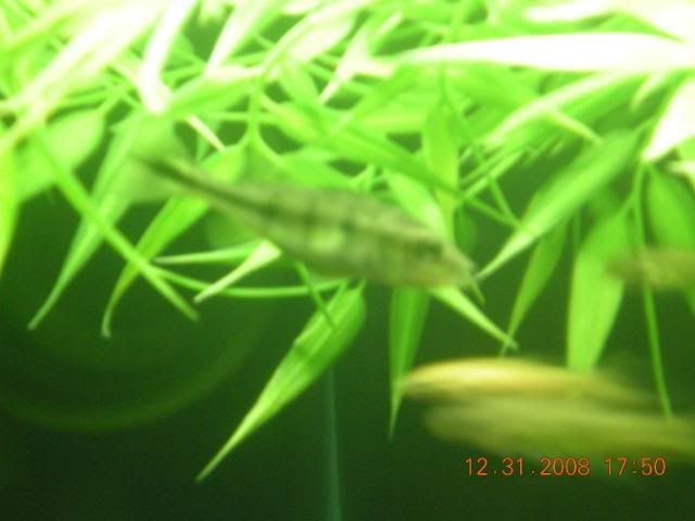 FISH008.jpg