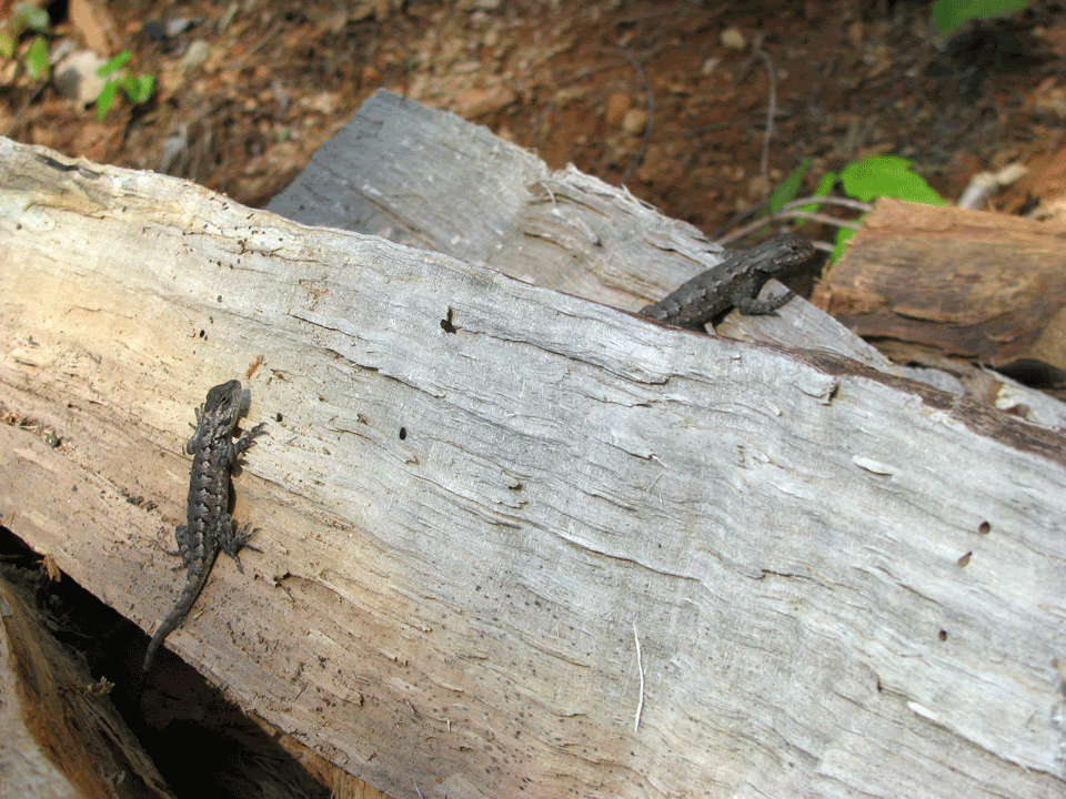 Fence-Lizard7.gif