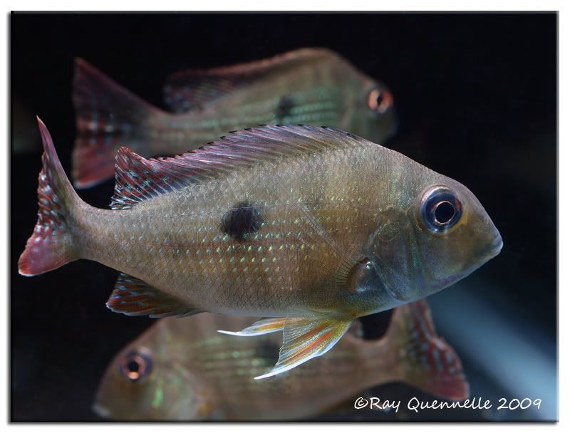 geophagus-abalios-01.jpg