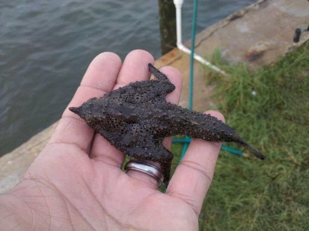 batfish2.jpg