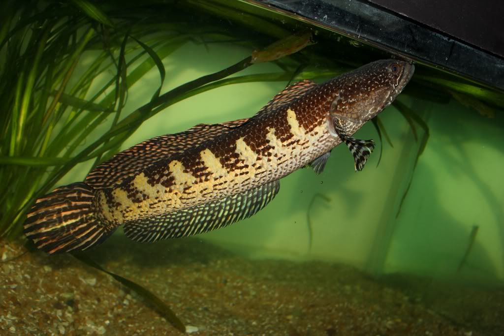 Caurantimaculata.jpg