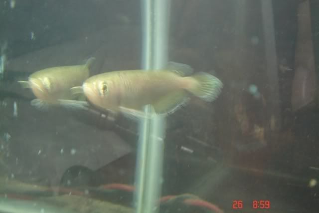 DSC03015.jpg