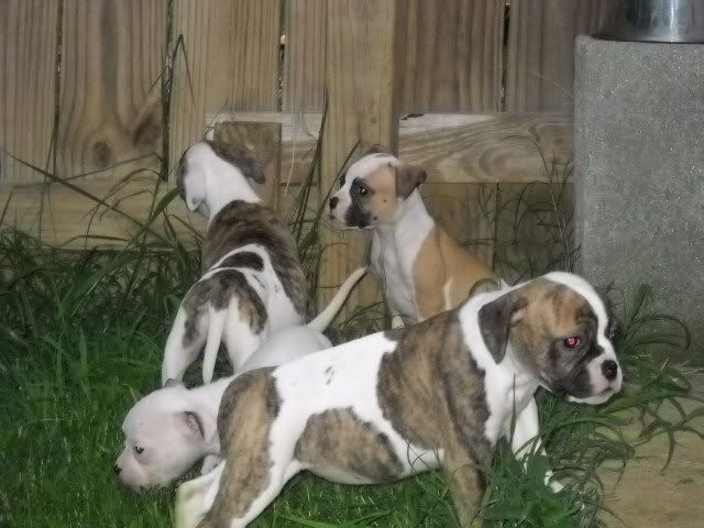 Picture082.jpg