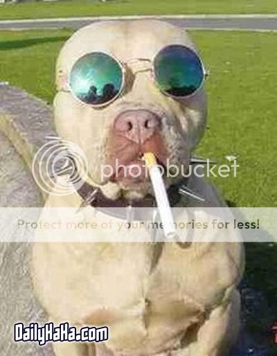 smoking_dog.jpg