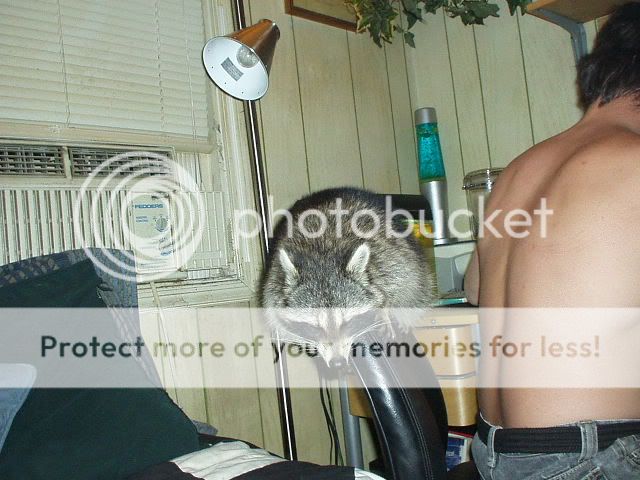 banditpics007.jpg