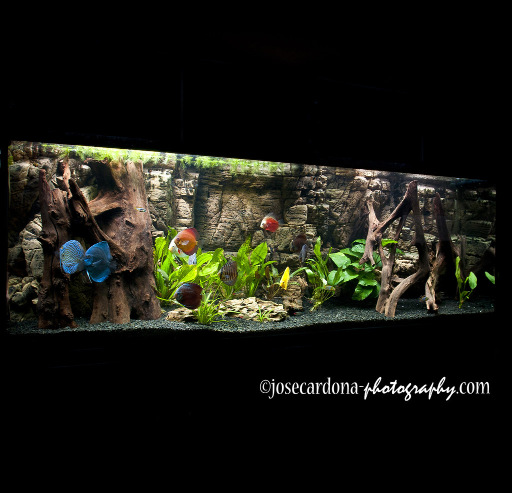 Unduh 92 Background Aquarium Discus HD Terbaik