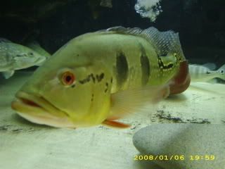 01-06-08newgar052.jpg