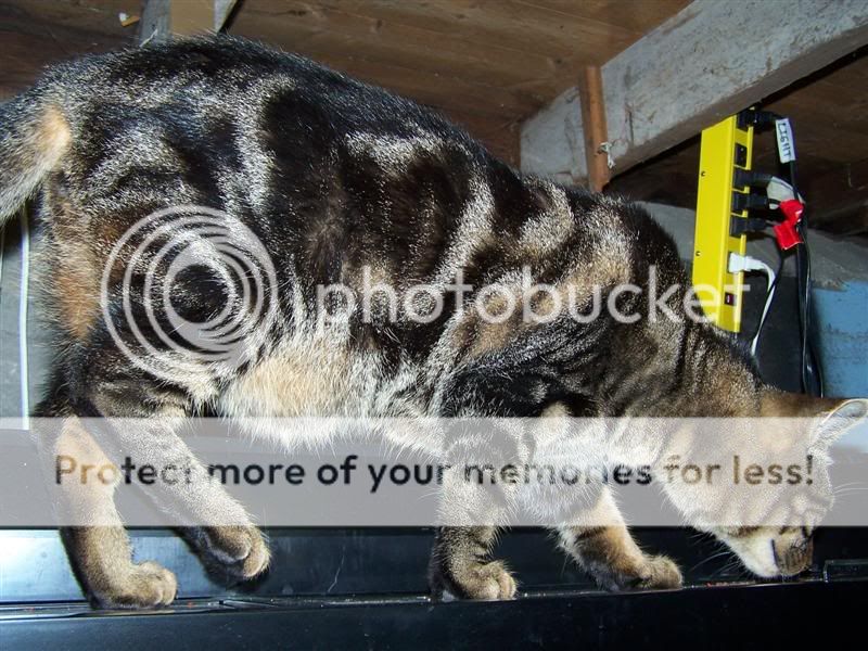 100_2976Medium.jpg