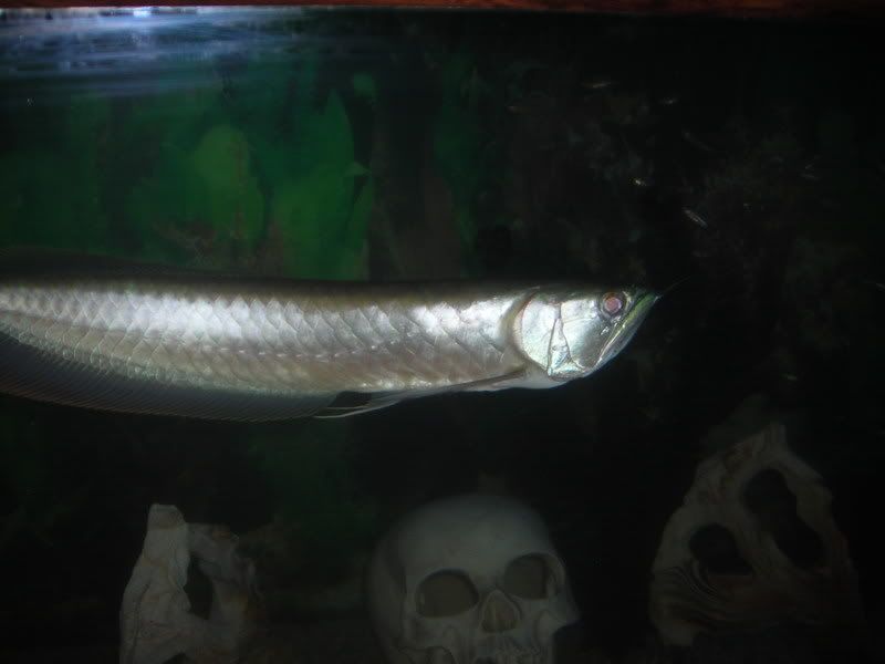 Arowana5.jpg