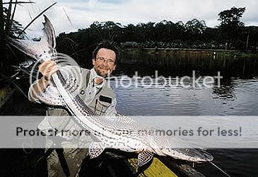 firewood20catfish20record.jpg