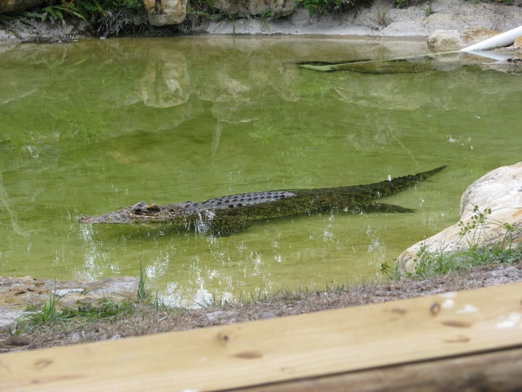 IMG_0939.jpg