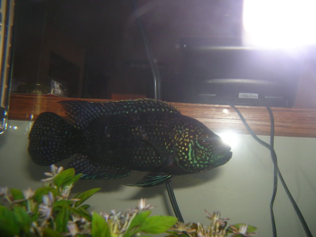 DSCN7554.jpg