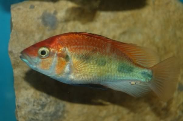 DSC_2927.jpg