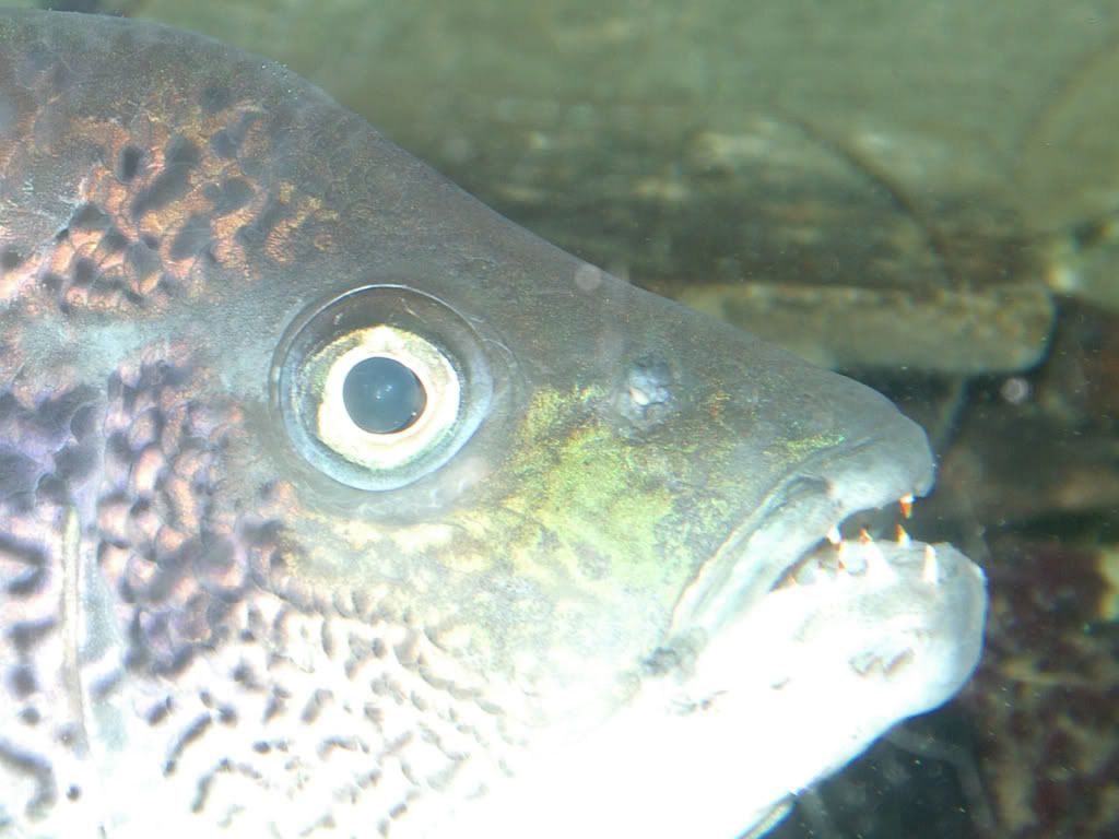 fish3239.jpg