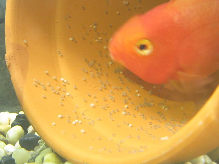 parrotfries.jpg