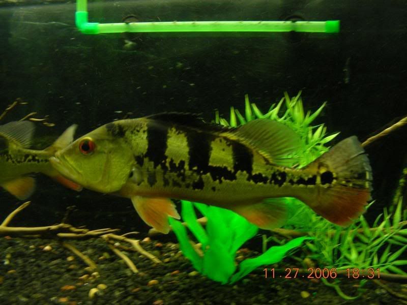 DSCN1162.jpg