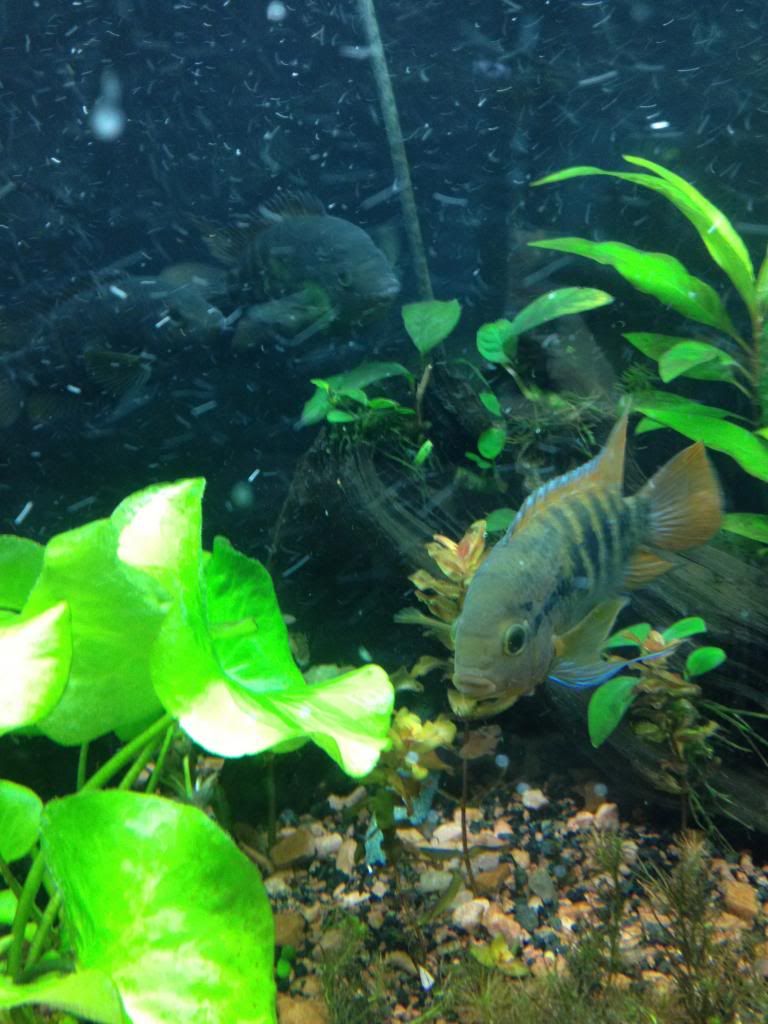 IMG_0644_zps32986974.jpg
