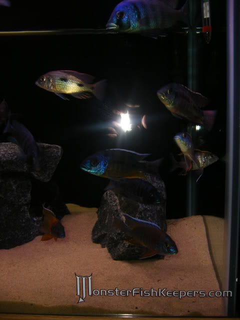 p20.jpg