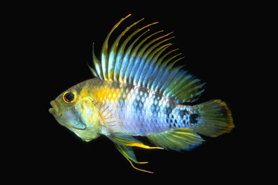 Apistogramma%20baenschi-male.jpg