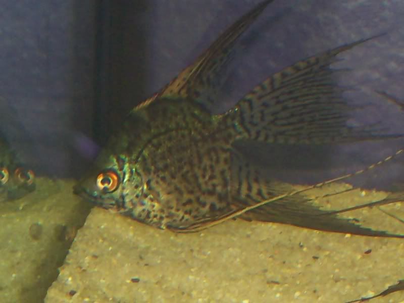 fishpics002.jpg
