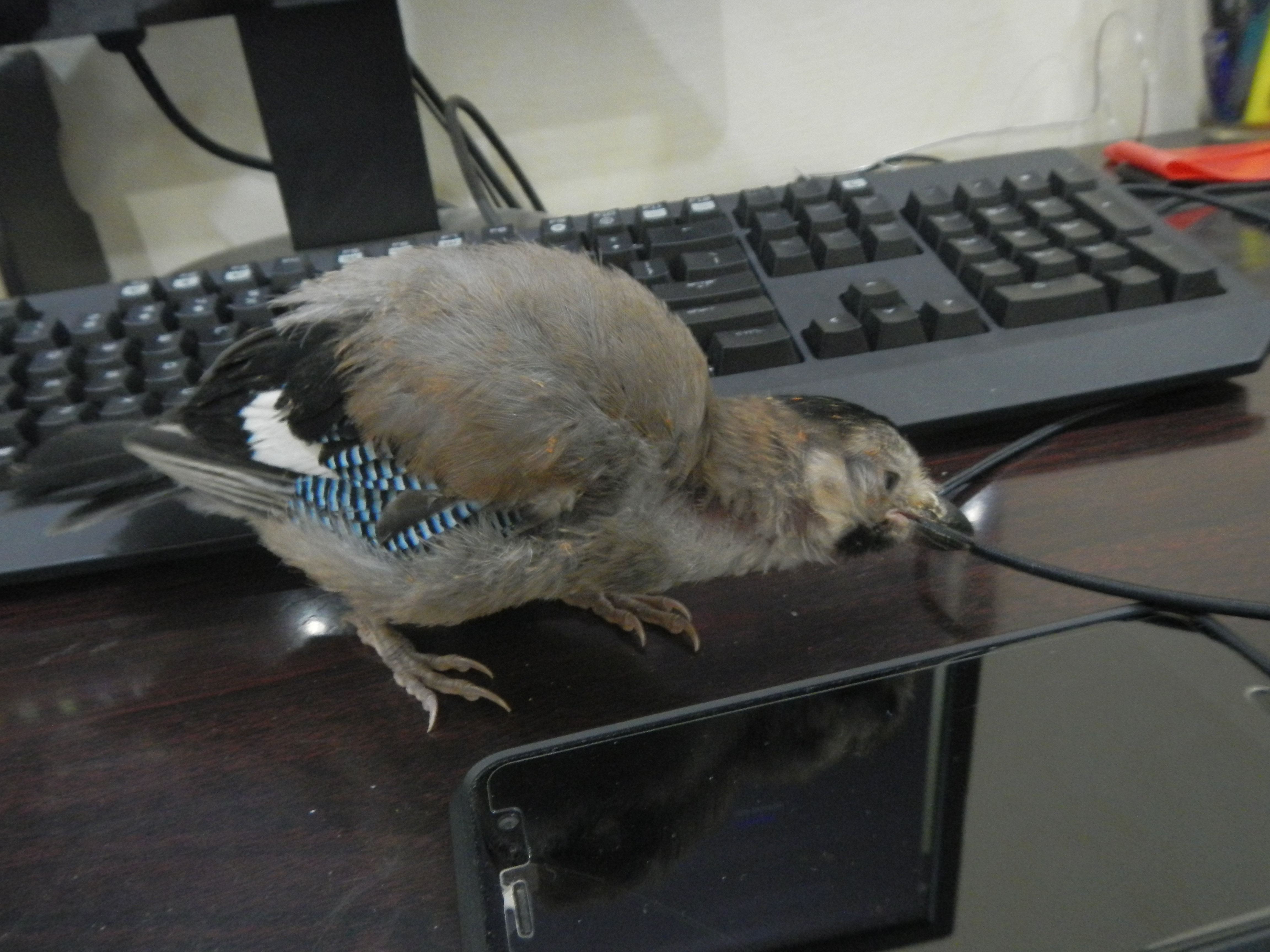 DSCN3029.jpg