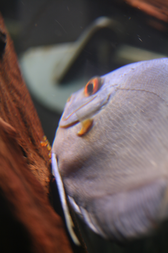 discus_spawning_02.jpg