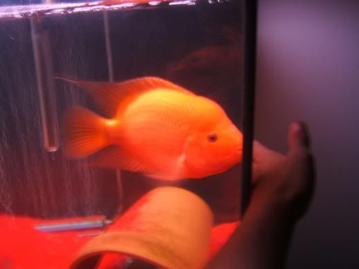 fish002.jpg