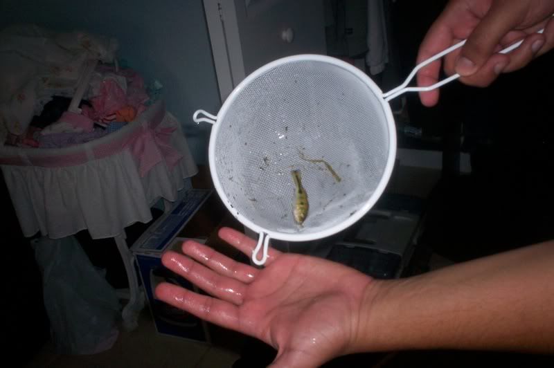 100_2587.jpg