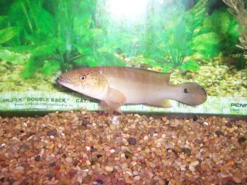 pikecichlid.jpg