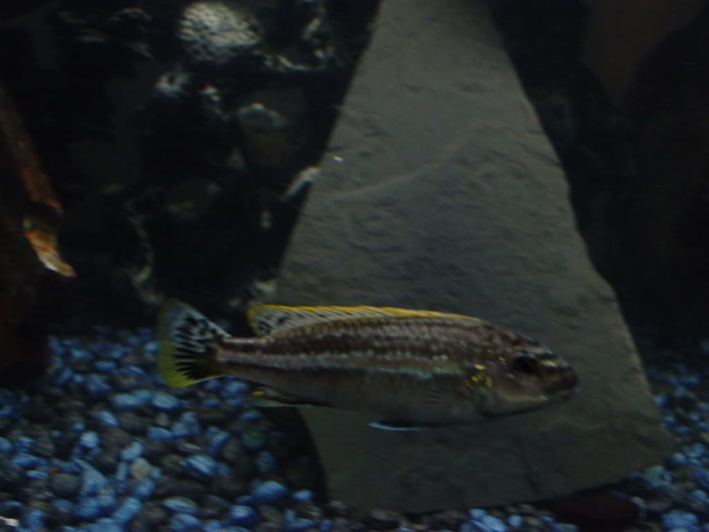 DSC00387.jpg