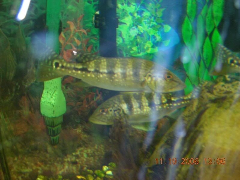 DSCN1036.jpg