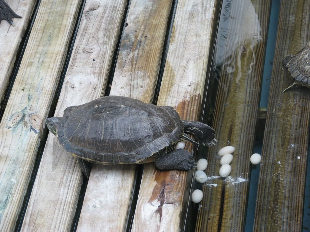 IMG_0990.jpg