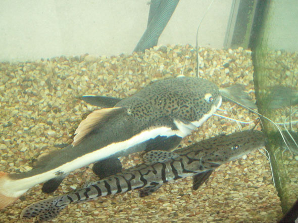 fish2.jpg