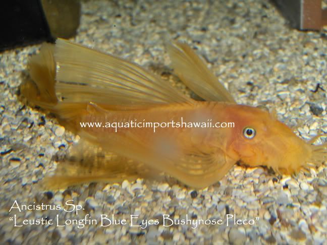 Luesticpleco2.jpg