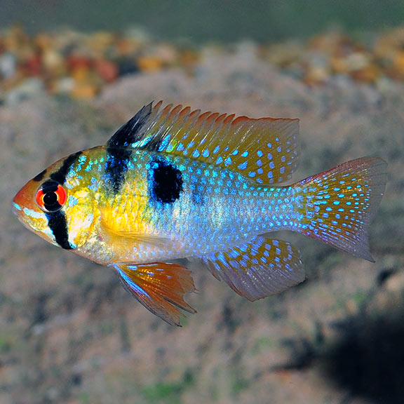 Ram: Tropical Freshwater Aquarium Fish