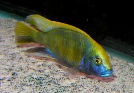 SHOWVenustus.jpg